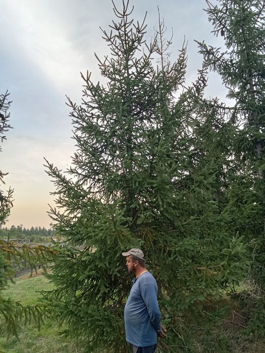 Ёлки  крупномеры