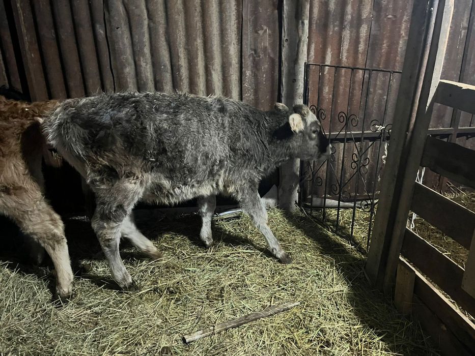 3 еуы сатылады 350 мыннан