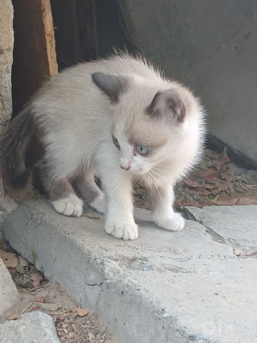 Пристраиваются котята .