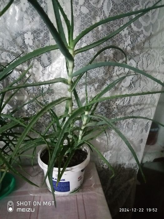 Продам алоэ лечебное