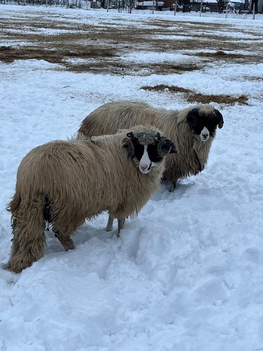 Vand doi berbecuti noatini