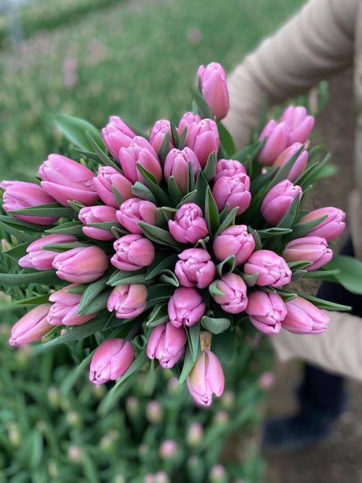 Тюльпаны Астана,доставка бесплатная!