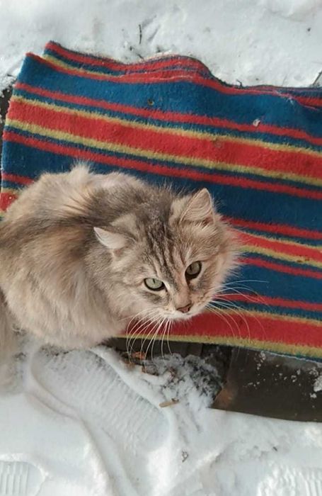 Очаровательная кошечка в хорошие руки