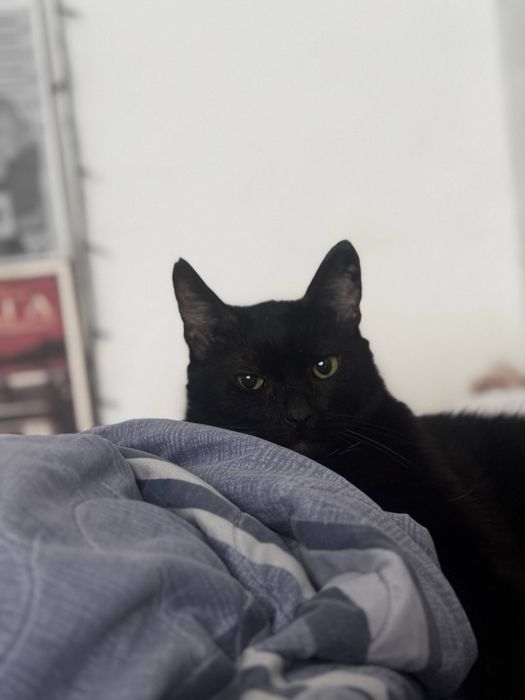 Отдам кота в хорошие руки