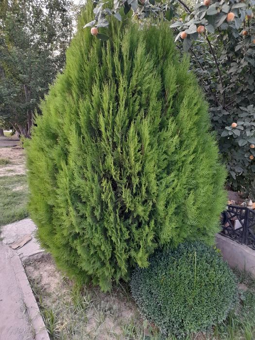 2та китобли арча 5та 12йилли  шамшод тезли б.н сотилади