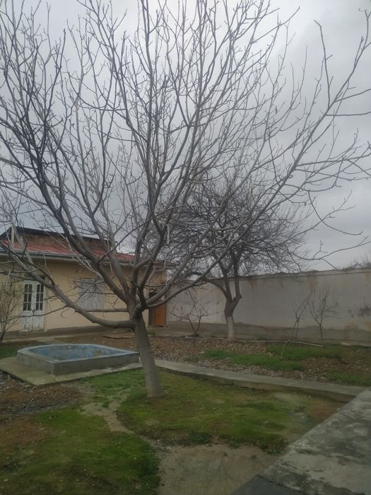 Yongoq darahti beshik ustol iyi yasası uchun