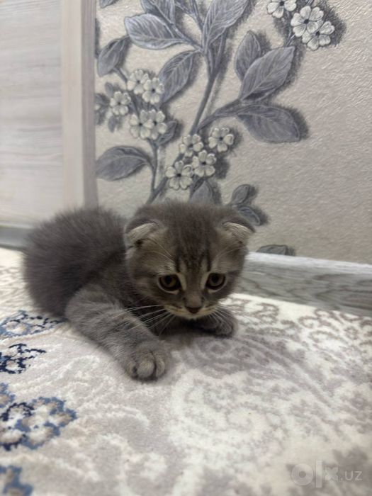 Скоттиш Фолд, 2 мальчики
