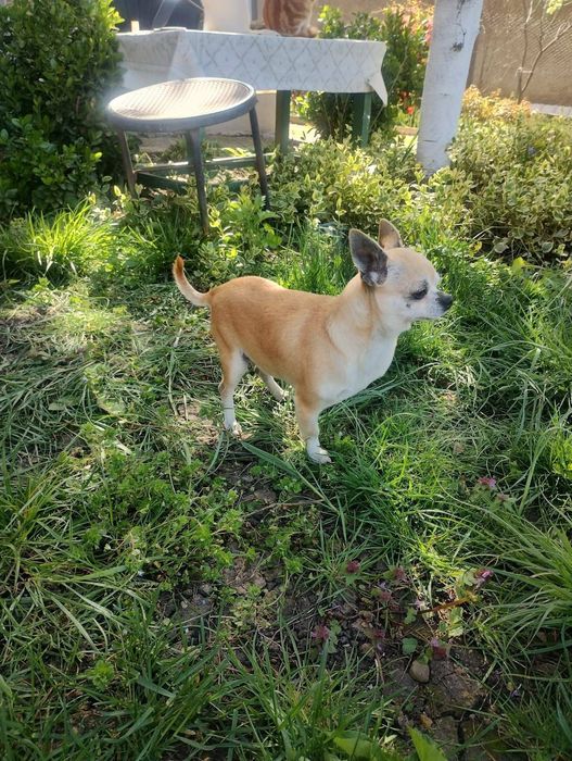 Мини чихуа пинчер