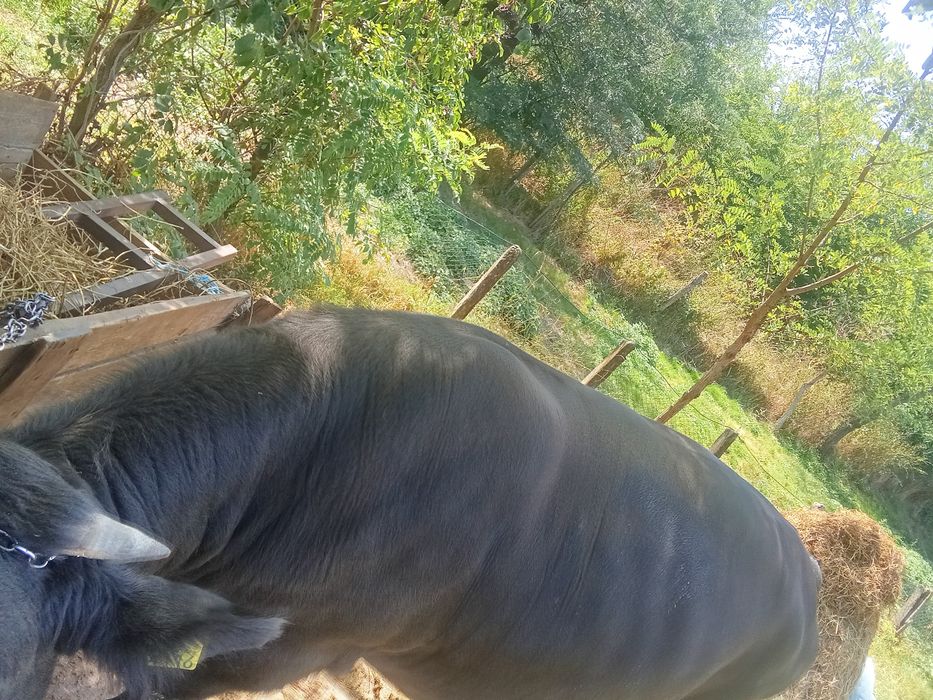 Taur angus de vânzare