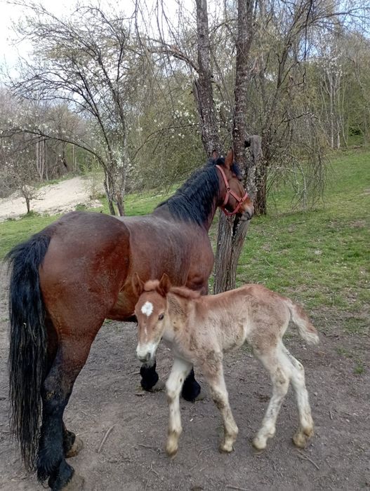 Vând o iapă cu mânză și un mânz