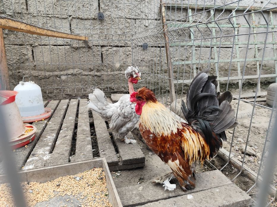 De vânzare găini pitice