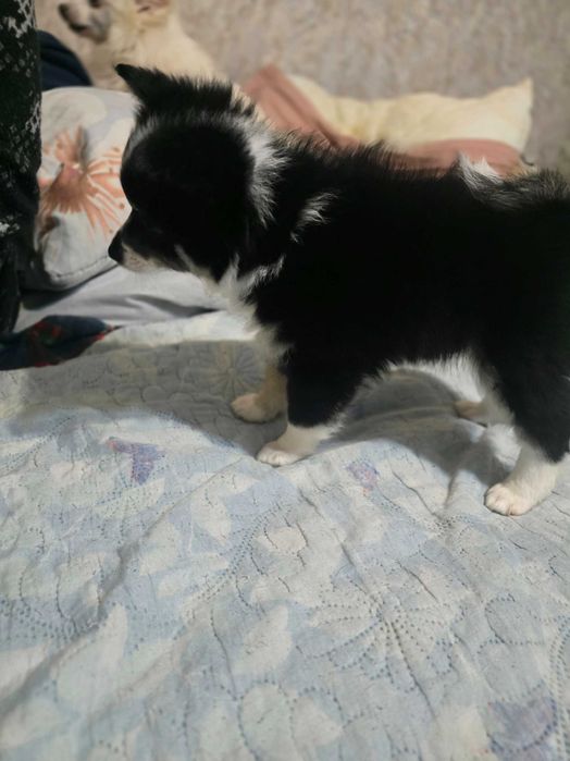 Кученца МиниШпиц