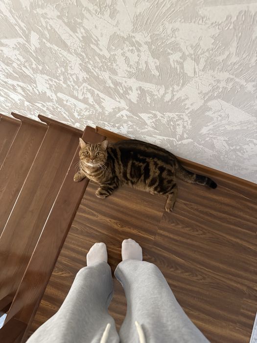 Потерялся кот по кличке Ричи