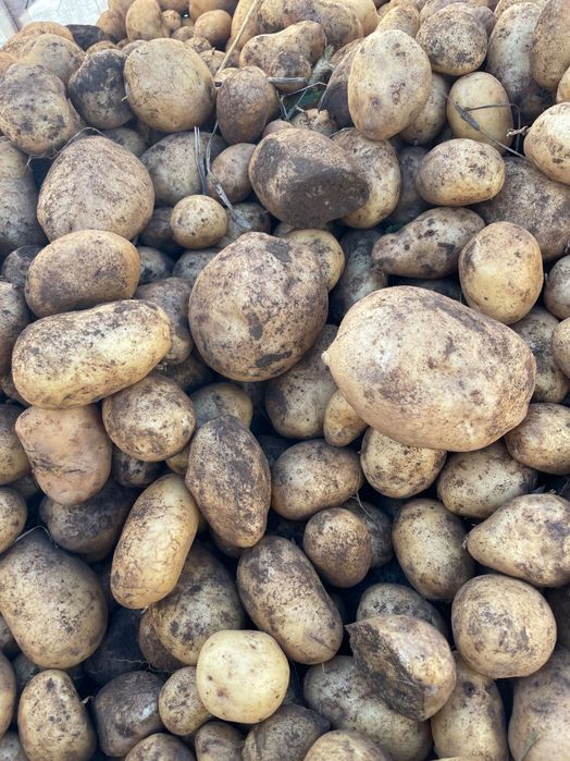 Cartofi consum si samânta