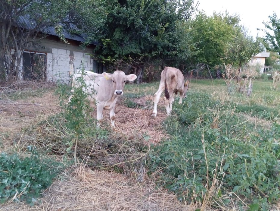 Продам бычков породы Алатау
