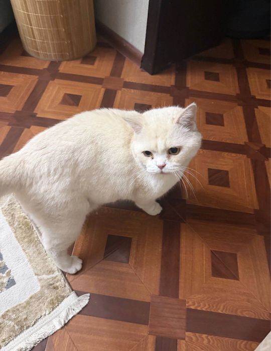 Британский кот ищет новый дом