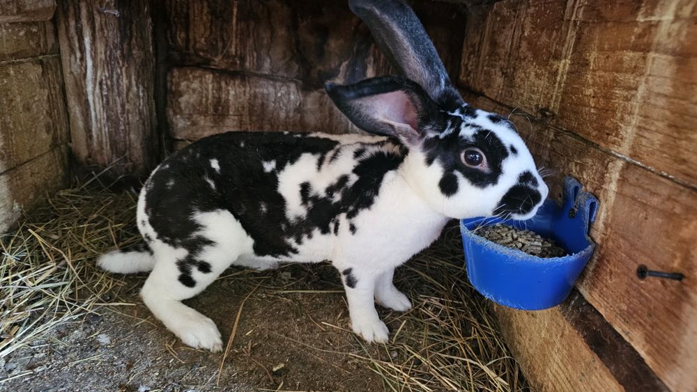 Iepuri rasa Rex bicolor si negri