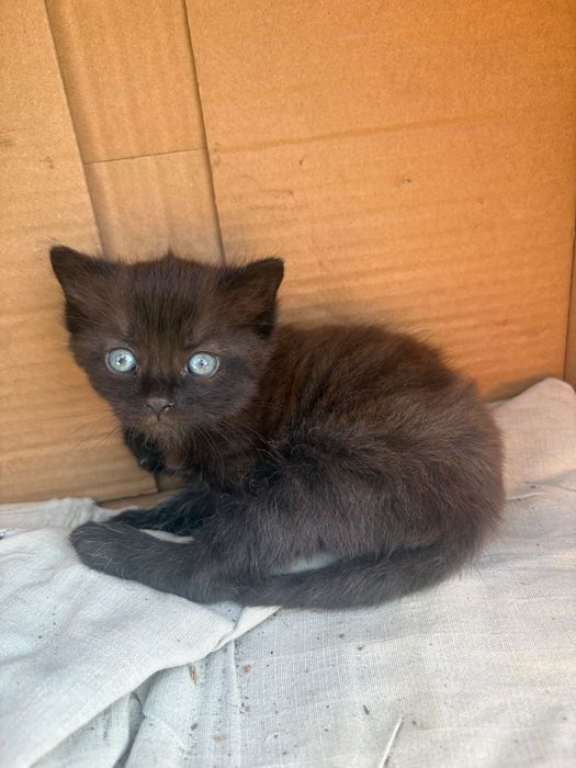 Отдам даром котята и кошку.