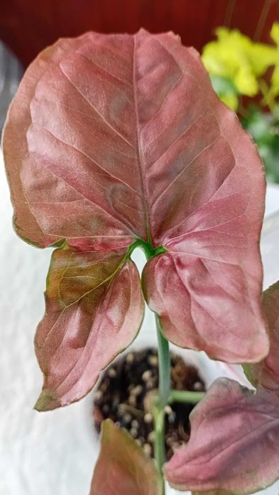 Продам сингониумы Орм нак, Ред спот триколор, Ангустатум, Годзилла