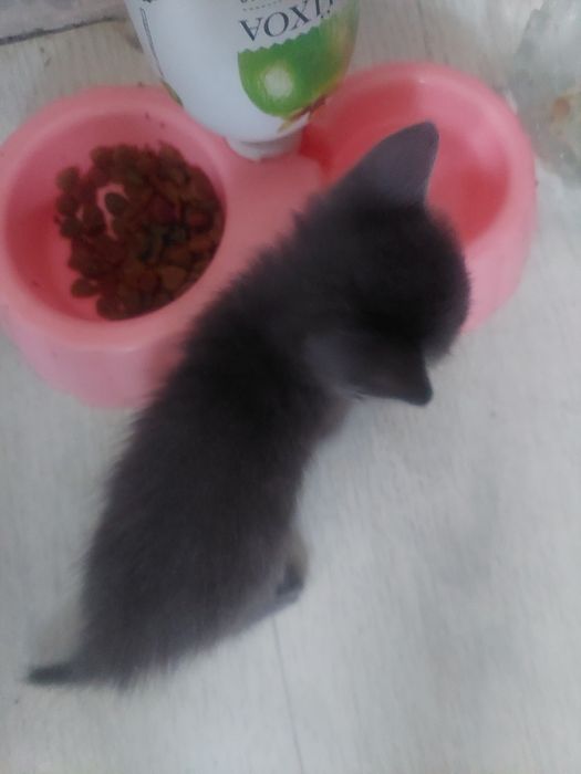 Маргаулар, котенки