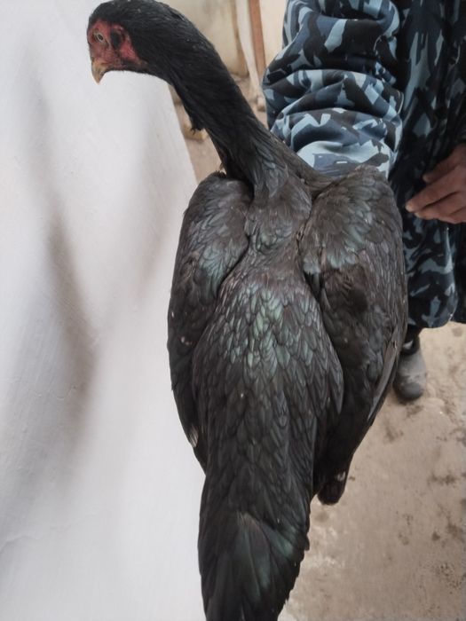 Dakan tovu uzun yirik narsa toza chiqan soglom