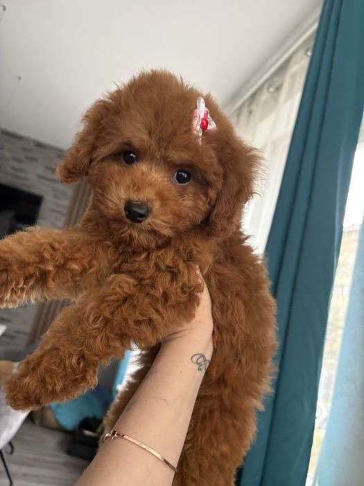 Той пудел с родословие/ Toy poodel куче