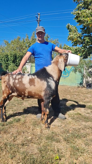 Tap anglonubian cu pedigrie