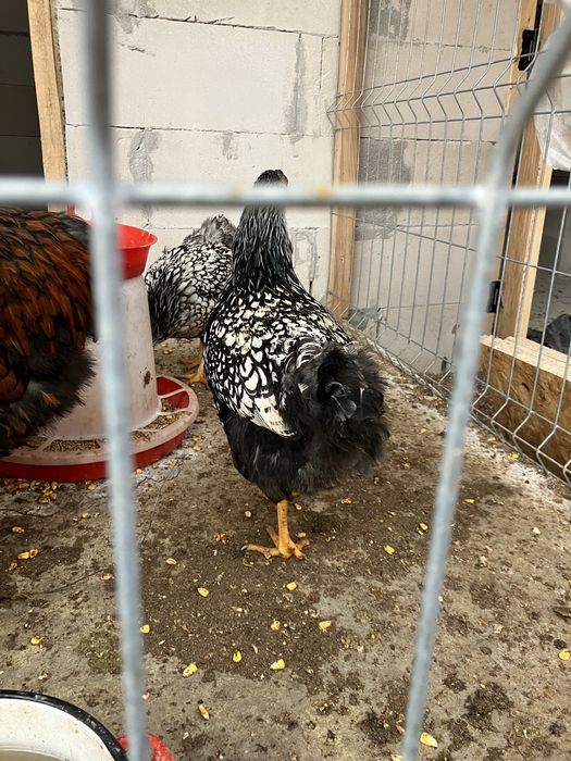 Wyandotte argiuntiu oua de incubat