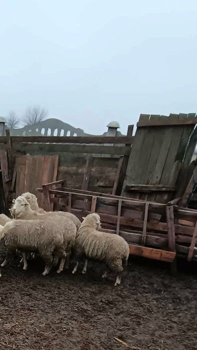 De vânzare 5 carlane posibil și montate dintre ele !