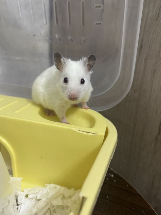Продаю сирийского хомяка