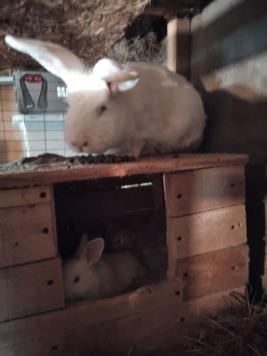 Кролики. Молодняк и взрослые