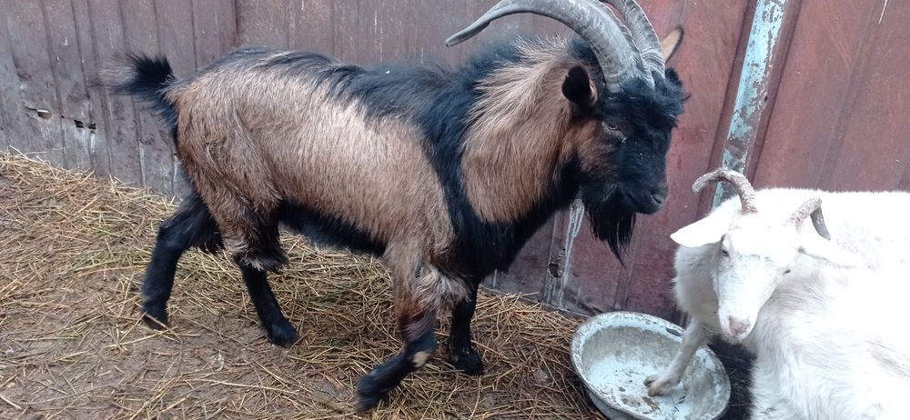 Ешкилер сатылады