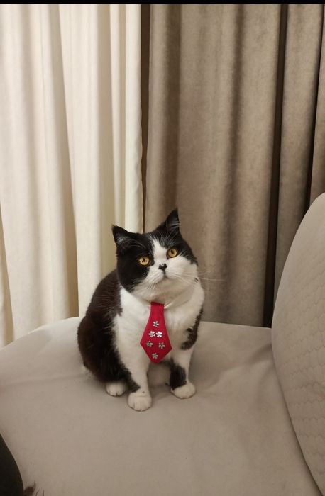 Продам аксессуары для кошек