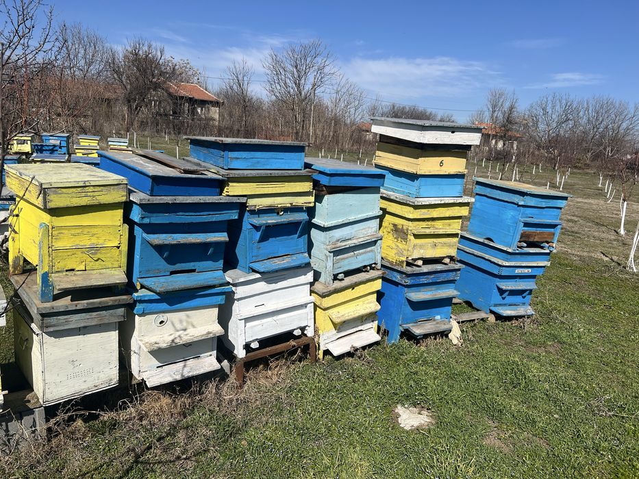 продавам кошери дадан блат