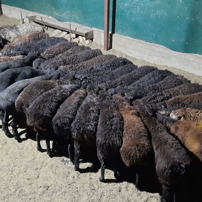 Кой токты тусак кошкар