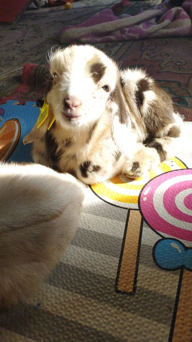 Англонубийцы 75. Отличные будущие производители