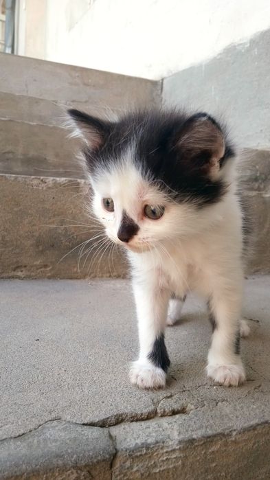 Котята, отдам даром