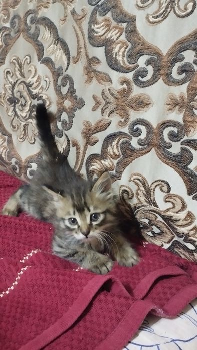 Отдам даром котенка