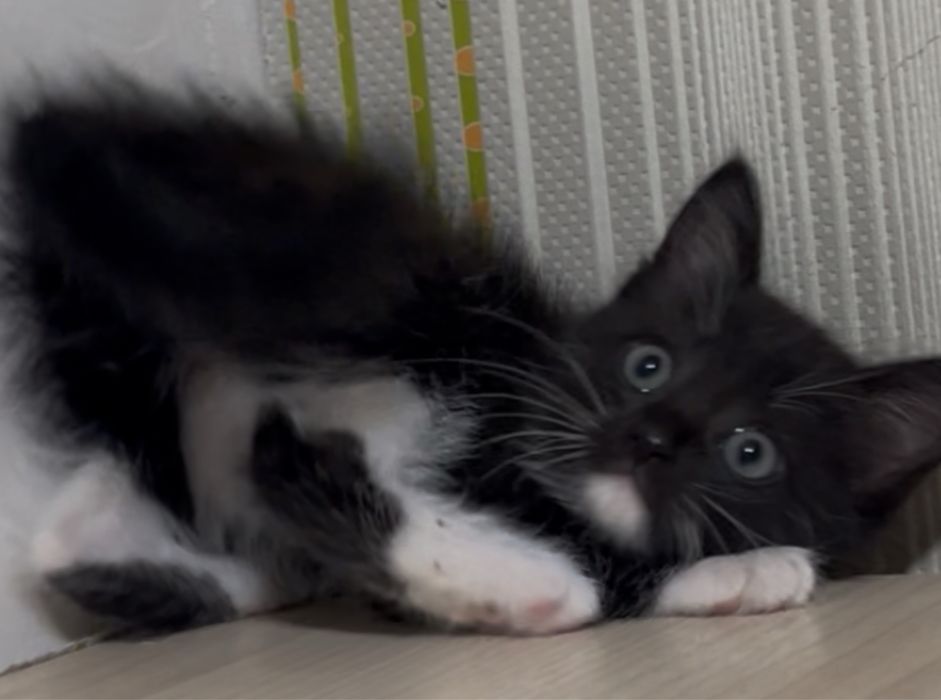 Девочка 2 месяца в любящие руки