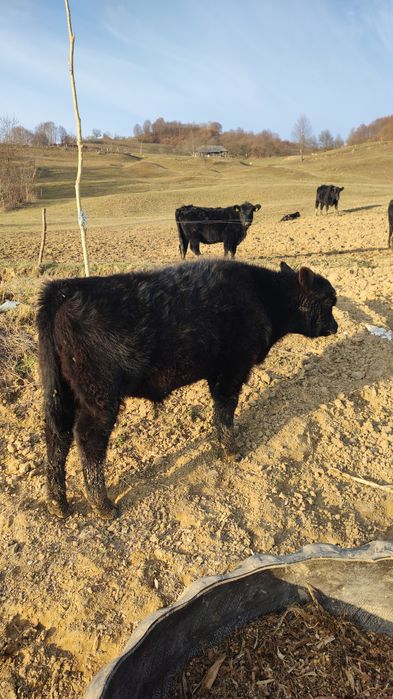 Vand 3 tăurași și o vitea