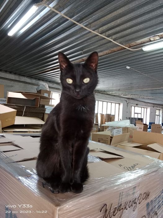 Дарю в добрые и ответственные руки