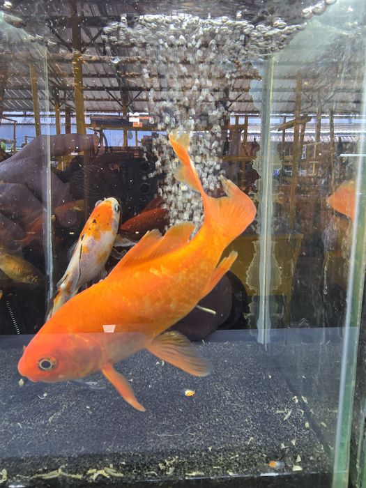 Золотые рыбки кометы вуалевые