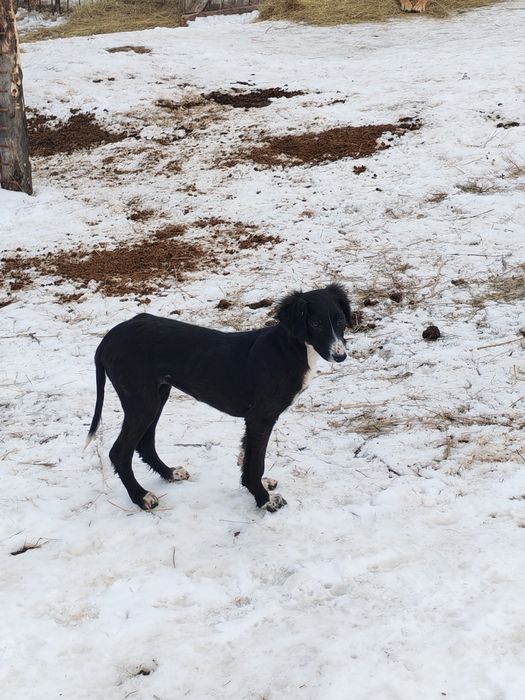 Продам щенка казахской тазы. (девочка)