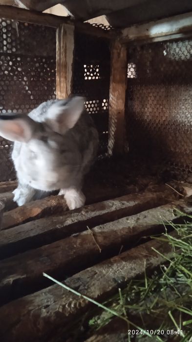 Прадам кралоф рабочих