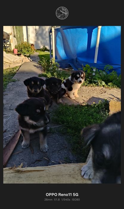 Отдам бесплатно щенков