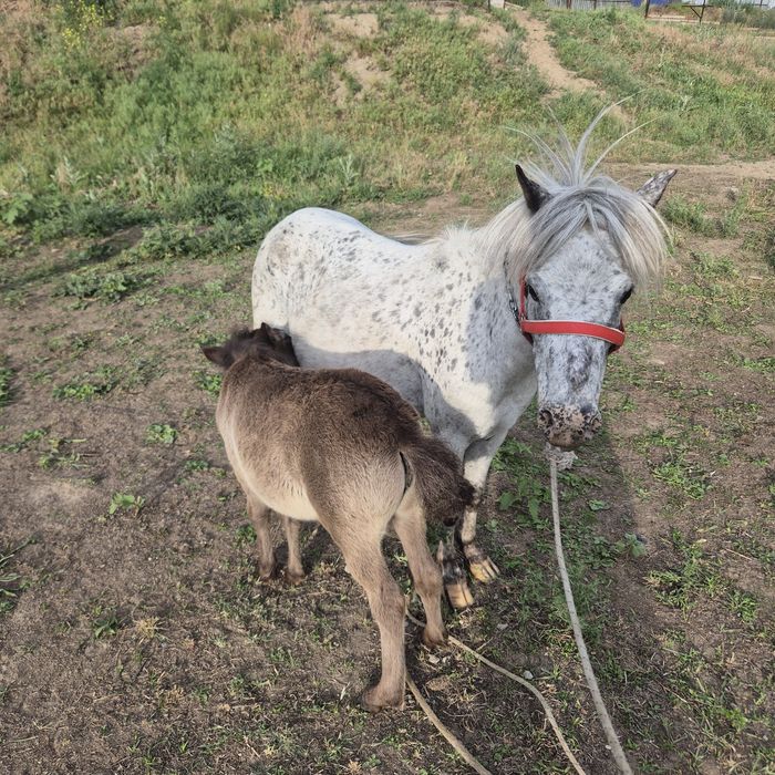 Пони .Продам пони  .Пони сатылады