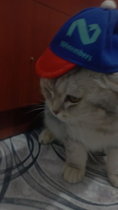 Продаются котик 2 годик Срочно.