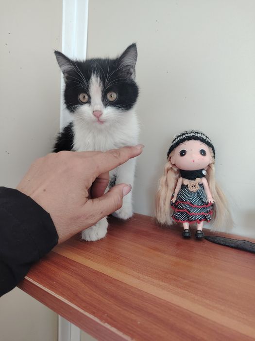 Котята девочки срочно