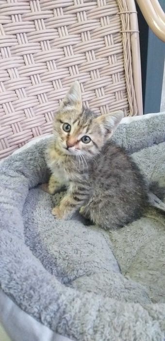 Отдам Котенка БЕСПЛАТНО