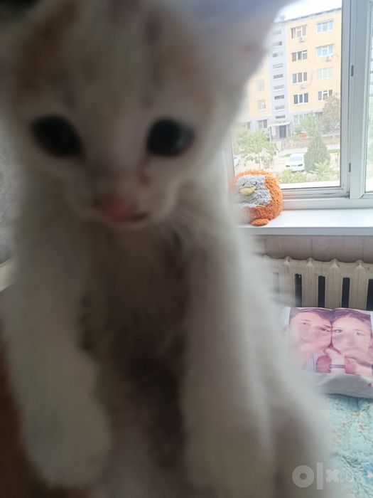 Котёнок в добрые, ответственные руки